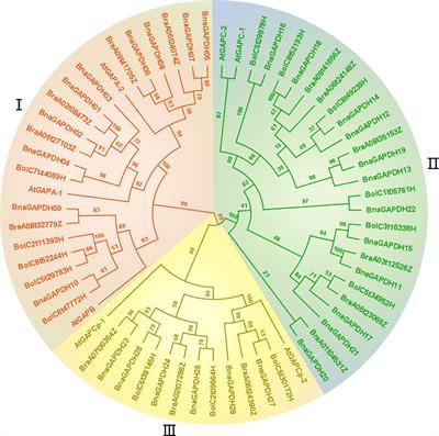 Identification and expression profiling of GAPDH family genes involved in response to Sclerotinia sclerotiorum infection and phytohormones in Brassica napus